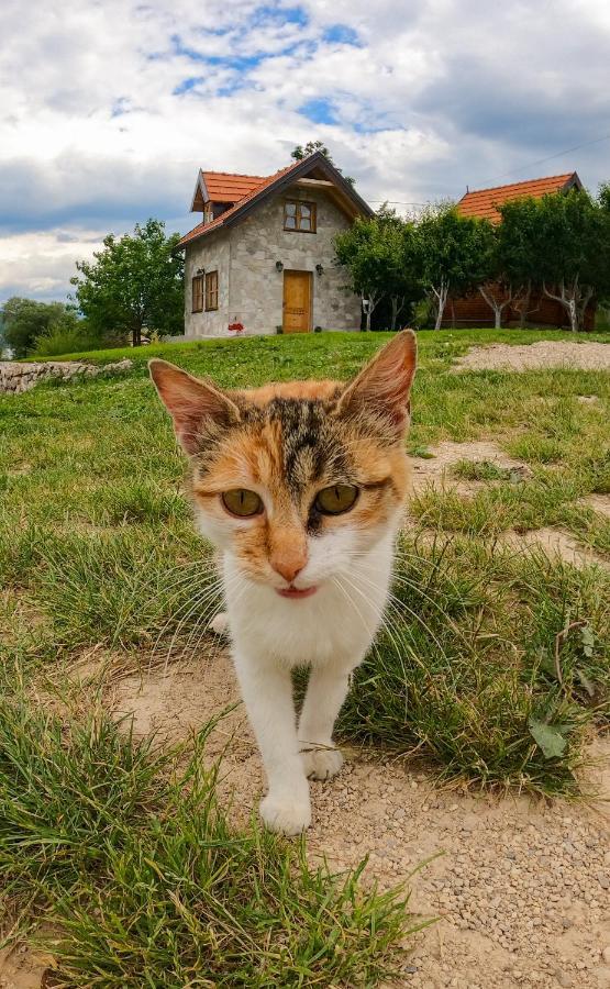 Apartmani Kod Draskovica Nikšić Buitenkant foto